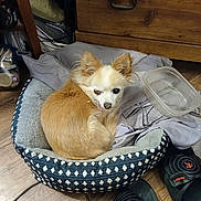 Paco is registered to the contest to win money with this photo: animal, brown_fur, companion, cozy, curled_up, cute, dog, domestic, ears_up, furniture, household, indoor, pet_bed, plastic_container, resting, slippers, small_dog, tongue_out, white_fur, wooden_floor