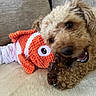 Russti joined the competition — help win amazing prizes! dog, curly_fur, plush_toy, fish_toy, chewing, brown_toy, couch, beige, pet, animal, close_up, indoor, playful, snuggling, cute, companion, soft_texture, relaxed, happy, domestic