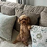Russti is registered to the contest to win money with this photo: dog, couch, pillow, curly_hair, pet, indoor, living_room, small_dog, beige, cozy, furniture, curled_fur, sitting, alert, window, curtains, relaxing, home, cute, companion