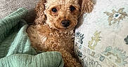 Russti is registered to the contest to win money with this photo: animal, blanket, brown, comfort, couch, cozy, curly_fur, cute, dog, fur, home, indoor, looking_at_camera, pet, pillow, relaxed, resting, small_dog, snuggled, soft_texture