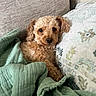 dog, curly_fur, blanket, couch, pillow, indoor, pet, cozy, snuggled, brown, small_dog, resting, cute, fur, looking_at_camera, relaxed, home, soft_texture, comfort, animal