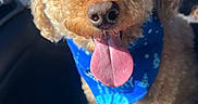 Russti is registered to the contest to win money with this photo: dog, curly_hair, blue_bandana, tongue_out, close_up, pet, canine, happy, car_interior, sunlight, cute, animal, fur, ears, snout, nose, eyes, portrait, domestic_animal, companion