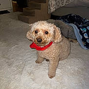 Russti is registered to the contest to win money with this photo: dog, small_dog, curly_fur, red_bandana, carpet, blanket, pet_stairs, indoor, cozy, fur, looking_at_camera, light_colored, floor, animal, cute, companion, pet, domestic_animal, room, curious