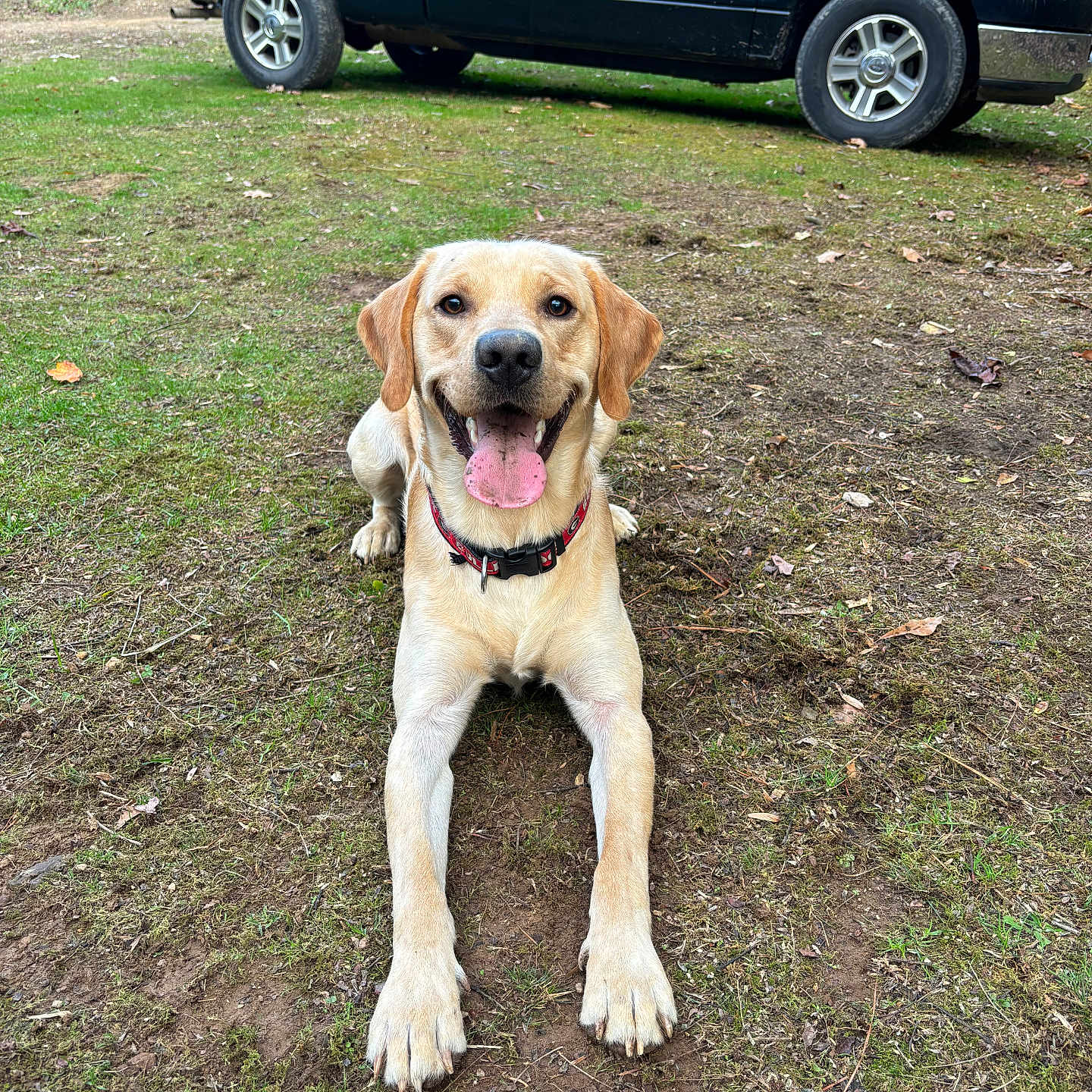 Thor is registered to the contest to win money with this photo: adventure, alloywheel, animal, canine, car, carwheel, dog, grass, hound, labradorretriever, machine, pet, pickuptruck, plant, spoke, tire, transportation, truck, vehicle, wheel