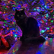 Hopper is registered to the contest to win money with this photo: black_cat, cat, christmas_tree, christmas_lights, ornaments, holiday, festive, table, reflection, indoor, decorations, colorful, night, pets, animal, feline, christmas, tree, celebration, lighting