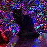 black_cat, cat, christmas_tree, christmas_lights, ornaments, holiday, festive, table, reflection, indoor, decorations, colorful, night, pets, animal, feline, christmas, tree, celebration, lighting