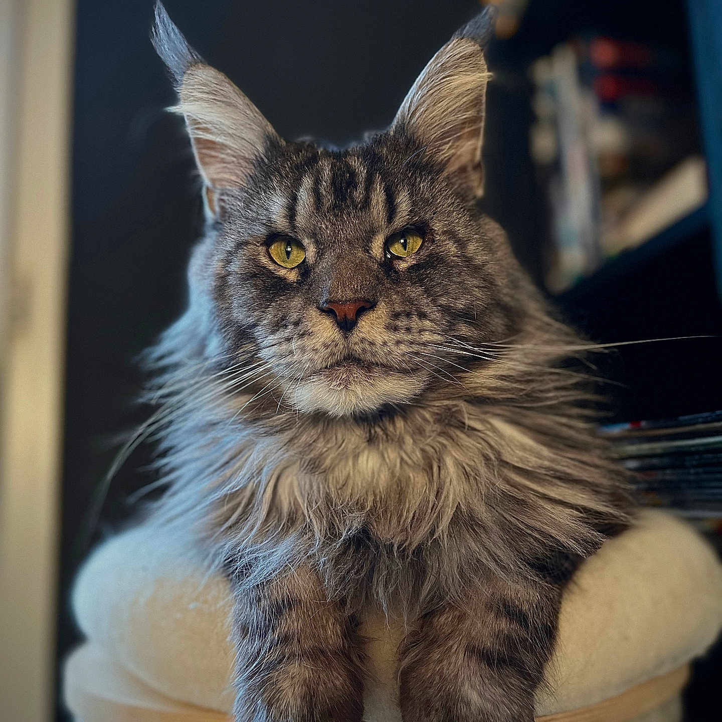 Parker a rejoint le concours — aidez-le/la à gagner de superbes lots ! abyssinian, angora, animal, armchair, bodypart, brasssection, cat, chair, couch, furniture, hardwood, horn, kitten, manx, mouth, musicalinstrument, person, pet, siamese, wood