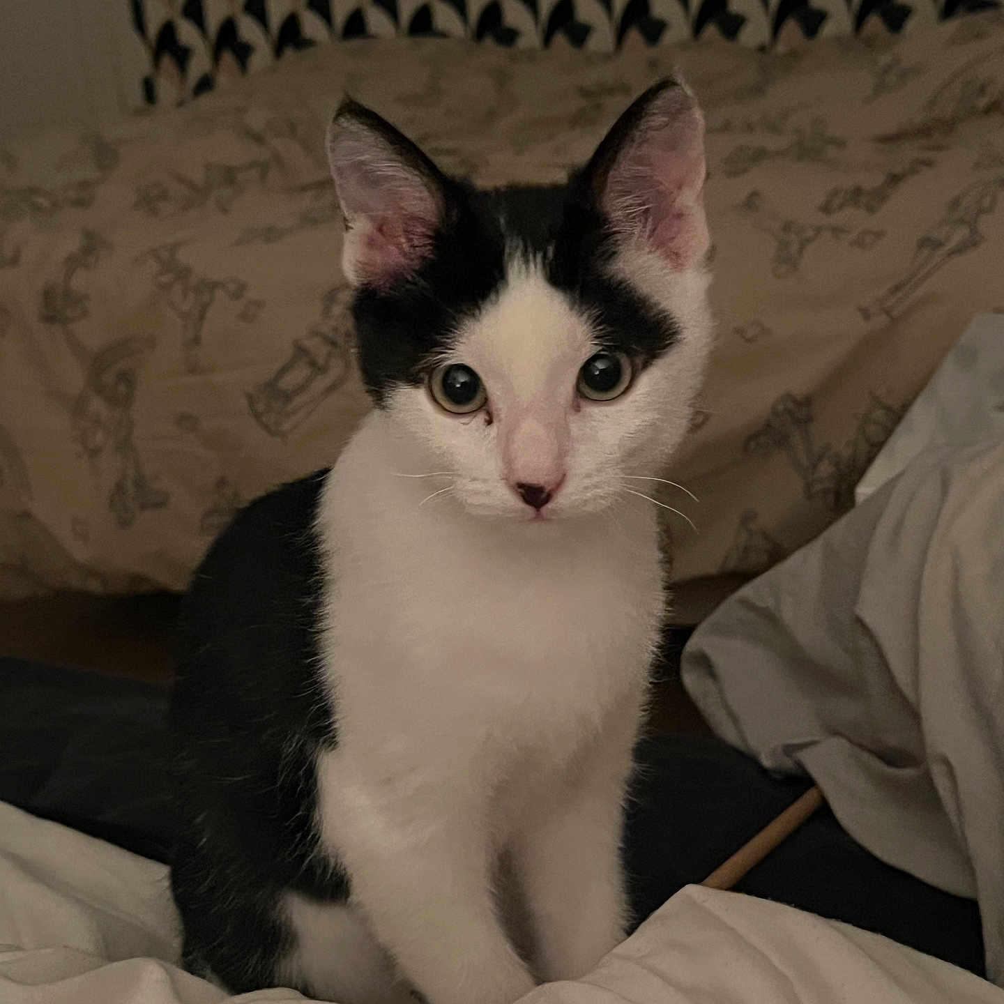Kiwi a rejoint le concours — aidez-le/la à gagner de superbes lots ! abyssinian, animal, architecture, bed, bedroom, blanket, building, cat, couch, cushion, furniture, homedecor, indoors, kitten, livingroom, manx, pet, quilt, room, siamese