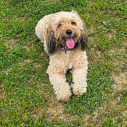 Pearl joined the competition — help win amazing prizes! animal, brown, canine, collar, curly_fur, cute, dog, friendly, fur, grass, greenery, happy, lying_down, mammal, nature, outdoor, pet, playful, summer, tongue_out
