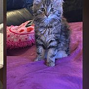 Michka a rejoint le concours — aidez-le/la à gagner de superbes lots ! animal, blanket, cat, cozy, curious, cute, domestic, feline, fur, heart, indoor, kitten, pet, pillow, purple, sitting, small, soft, tabby, young