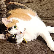 Jasmine is registered to the contest to win money with this photo: cat, calico, pet, feline, green_eyes, couch, brown_couch, indoor, relaxed, lying_down, fur, whiskers, collar, domestic_animal, cute, animal, resting, cozy, soft_light, texture