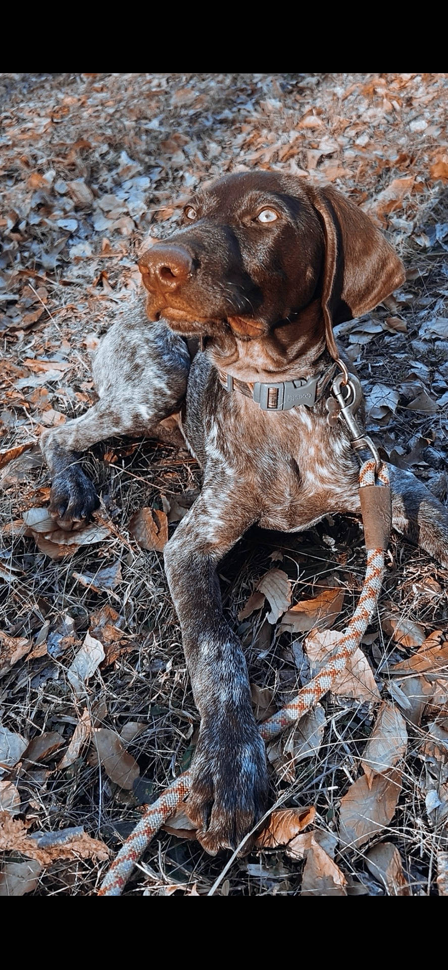 Ruger is registered to the contest to win money with this photo: animal, autumn, brown, closeup, collar, daylight, dog, ears, fur, grass, ground, leash, leaves, lying_down, nature, outdoor, pet, snout, watching, white