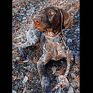 Ruger is registered to the contest to win money with this photo: animal, autumn, brown, canine, closeup, collar, daylight, dog, ears, eyes, fur, grass, leash, leaves, nature, nose, outdoor, pet, resting, speckled