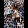 animal, autumn, brown, canine, closeup, collar, daylight, dog, ears, eyes, fur, grass, leash, leaves, nature, nose, outdoor, pet, resting, speckled