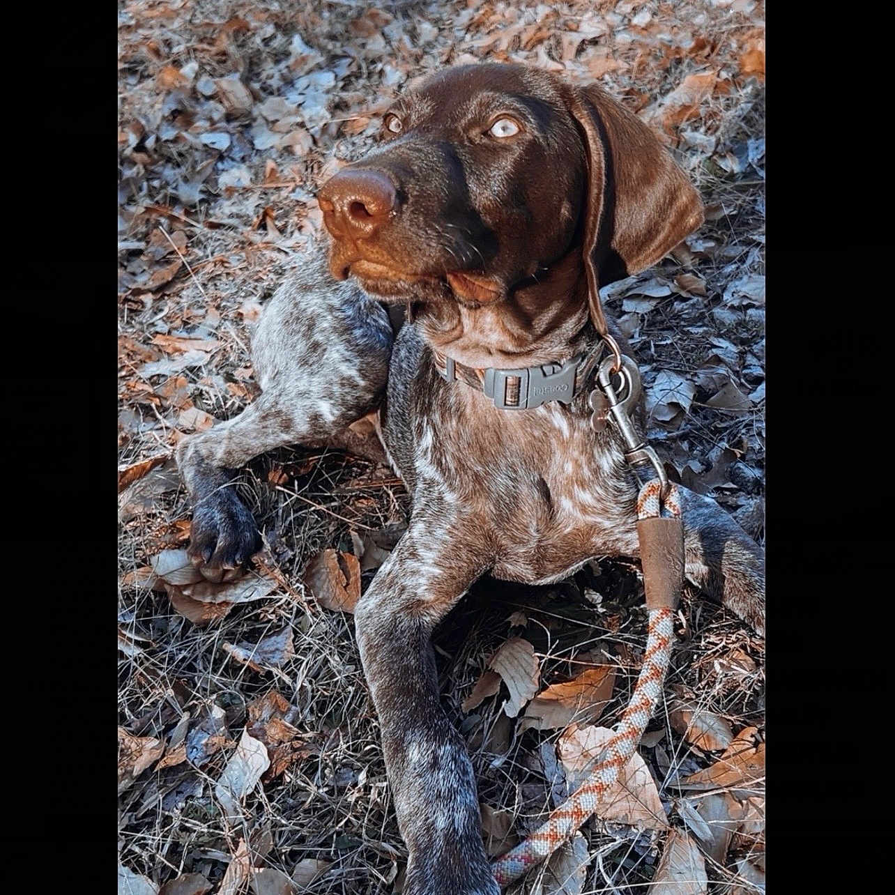 Ruger
