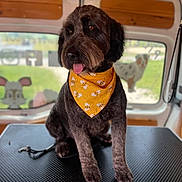 Veronique Pezet a rejoint le concours — aidez-le/la à gagner de superbes lots ! dog, bandana, yellow_bandana, grooming_table, van_interior, tongue_out, brown_dog, pet, window, cartoon_dog, blurred_background, cute, fluffy_coat, sitting, indoor, leash, animal, portrait, friendly, pet_grooming