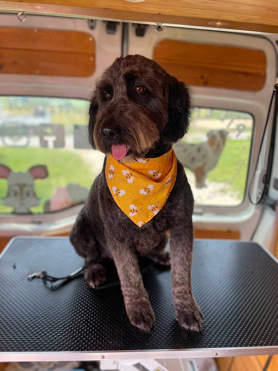 Veronique Pezet a rejoint le concours — aidez-le/la à gagner de superbes lots ! dog, bandana, yellow_bandana, grooming_table, van_interior, tongue_out, brown_dog, pet, window, cartoon_dog, blurred_background, cute, fluffy_coat, sitting, indoor, leash, animal, portrait, friendly, pet_grooming