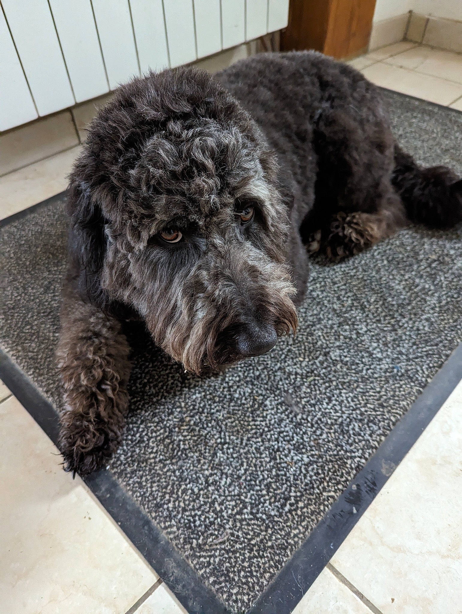 Tango a rejoint le concours — aidez-le/la à gagner de superbes lots ! canidae, carnivore, companion_dog, dog, dog_breed, flooring, fur, grey, rectangle, snout, sporting_group, terrestrial_animal, terrier, water_dog, working_animal