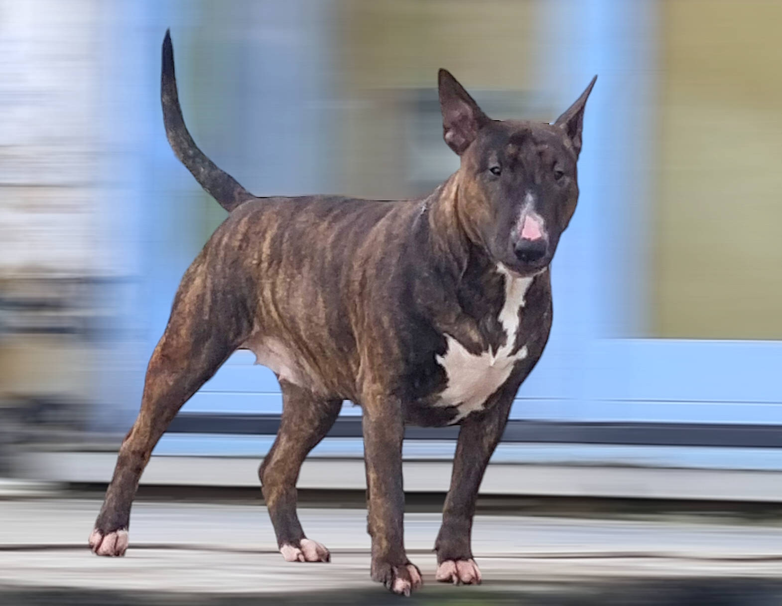 Shelby a rejoint le concours — aidez-le/la à gagner de superbes lots ! ancient_dog_breeds, canidae, carnivore, collar, companion_dog, dog, dog_breed, dog_collar, fawn, liver, non_sporting_group, sporting_group, tail, terrestrial_animal, working_animal, working_dog