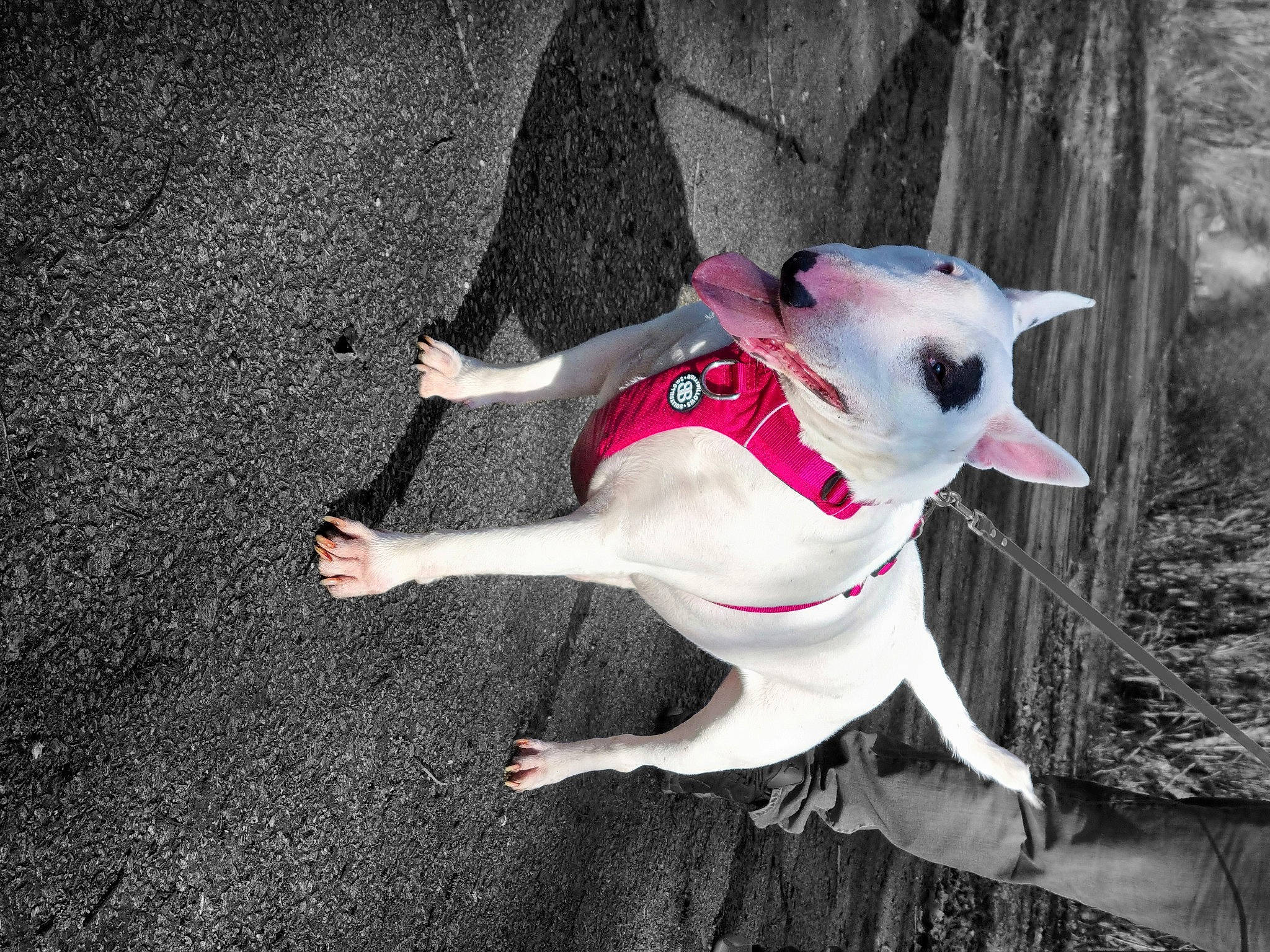 Tenko participe au concours pour gagner de l'argent avec cette photo : adventure, canidae, carmine, carnivore, collar, companion_dog, dog, dog_breed, dog_collar, dog_supply, eye, fawn, grass, non_sporting_group, plant, snout, sporting_group, tail, working_animal