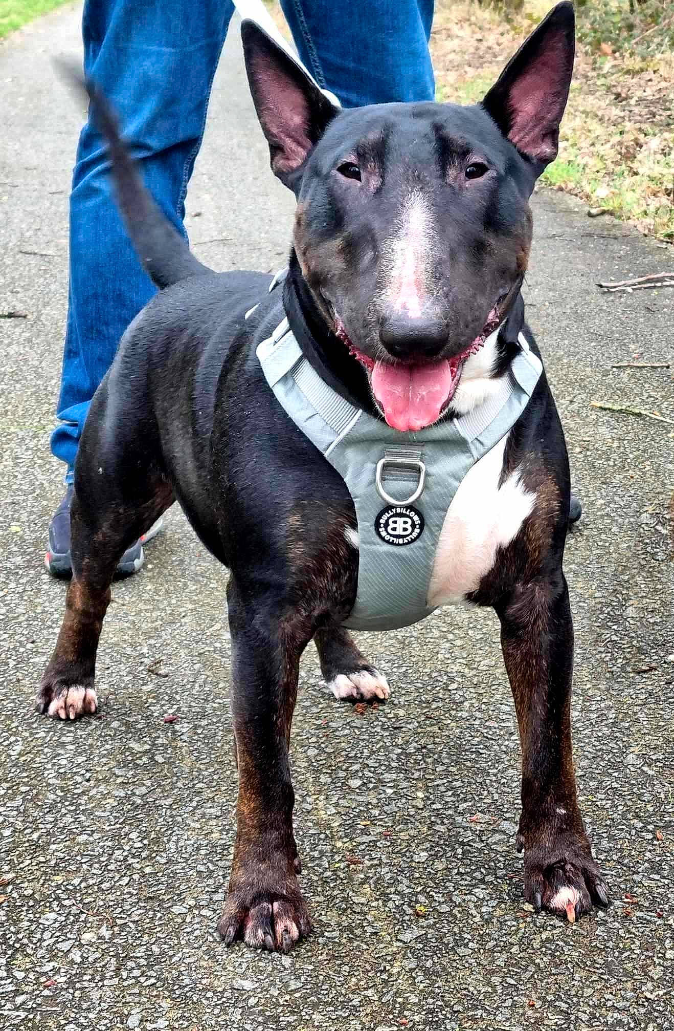 Thunder a rejoint le concours — aidez-le/la à gagner de superbes lots ! bull_and_terrier, bull_terrier, bull_terrier_miniature, canidae, carnivore, collar, companion_dog, dog, dog_breed, dog_collar, dog_supply, electric_blue, fashion_accessory, hunting_dog, leash, non_sporting_group, pet_supply, sporting_group, working_animal, working_dog