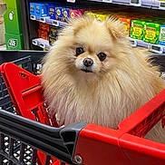 Rita participe au concours pour gagner de l'argent avec cette photo : dog, pomeranian, shopping_cart, grocery_store, pet, animal, fluffy, small_dog, cute, indoors, aisle, food, retail, shelf, container, domestic_animal, face, fur, pet_shopping, red