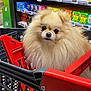 dog, pomeranian, shopping_cart, grocery_store, pet, animal, fluffy, small_dog, cute, indoors, aisle, food, retail, shelf, container, domestic_animal, face, fur, pet_shopping, red