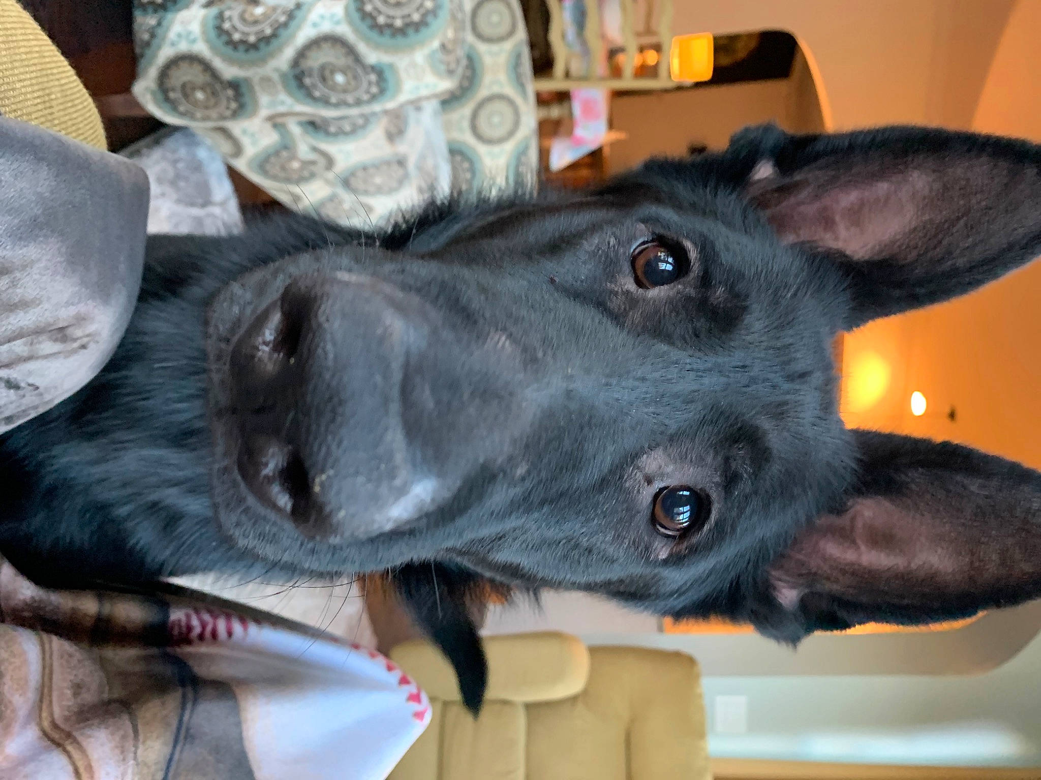 Rocco is registered to the contest to win money with this photo: borador, canidae, carnivore, collar, companion_dog, dog, dog_breed, dog_collar, ear, fawn, fur, guard_dog, liver, non_sporting_group, pet_supply, snout, sporting_group, whiskers, working_animal, working_dog