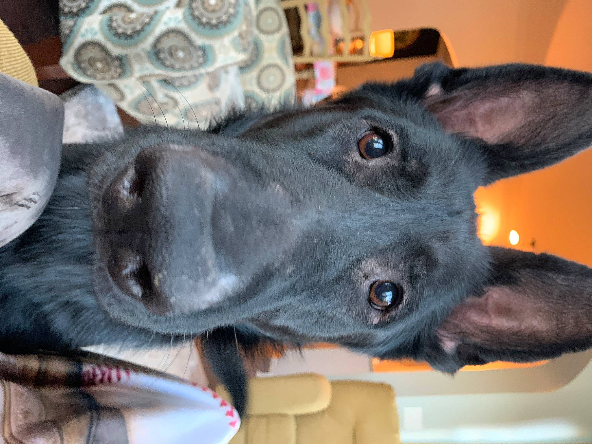 Rocco is registered to the contest to win money with this photo: canidae, carnivore, collar, companion_dog, dog, dog_breed, dog_collar, ear, electric_blue, fawn, fur, guard_dog, jaw, non_sporting_group, pet_supply, snout, sporting_group, whiskers, working_animal, working_dog