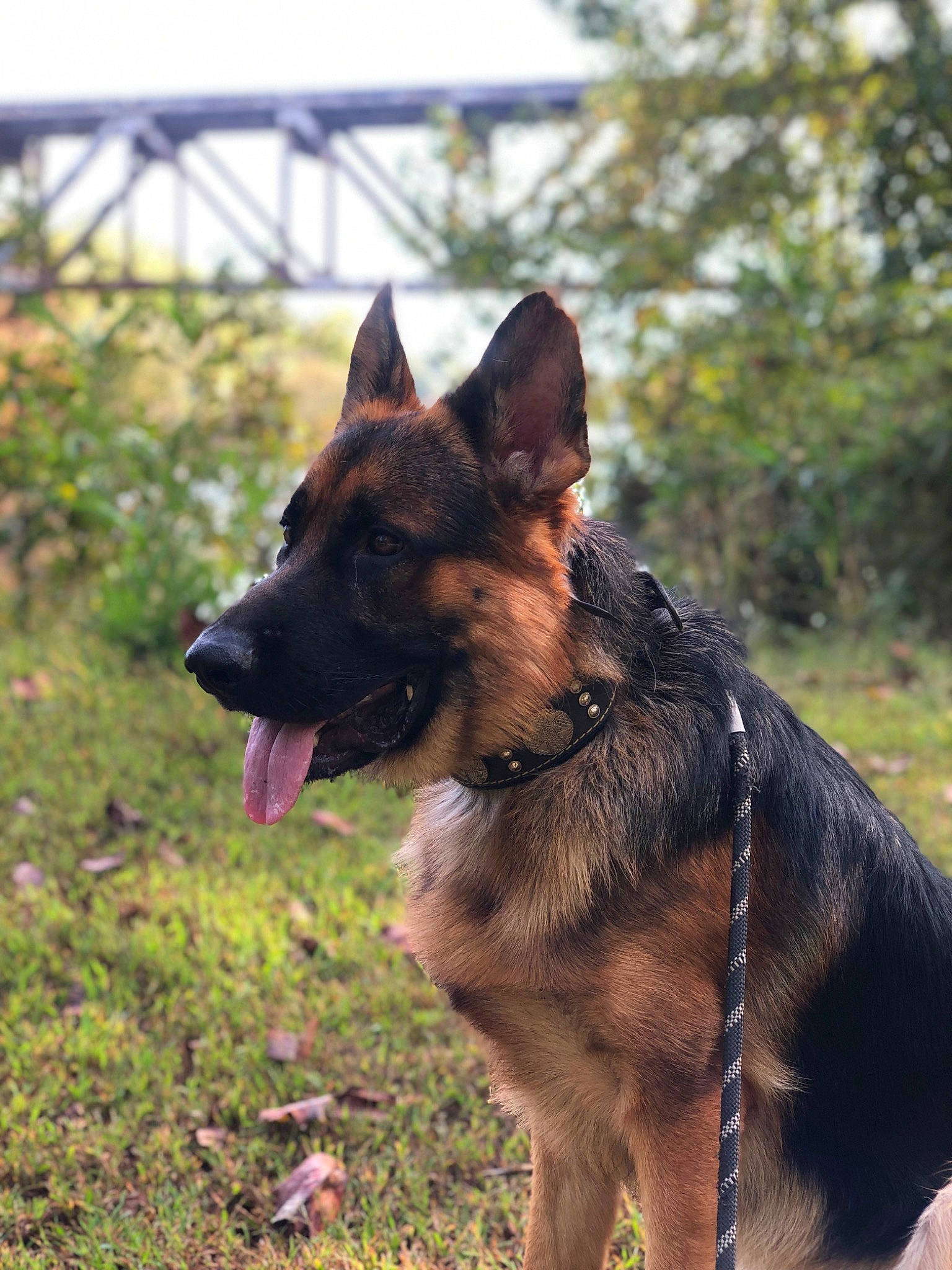 Cairo is registered to the contest to win money with this photo: belgian_shepherd_malinois, canidae, carnivore, collar, companion_dog, dog, dog_breed, dog_collar, dog_supply, east_european_shepherd, german_shepherd_dog, herding_dog, king_shepherd, old_german_shepherd_dog, plant, snout, sporting_group, tree, working_animal, working_dog
