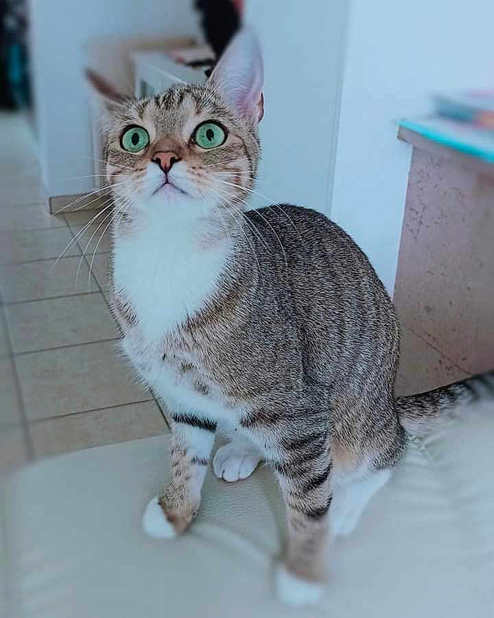 Mya