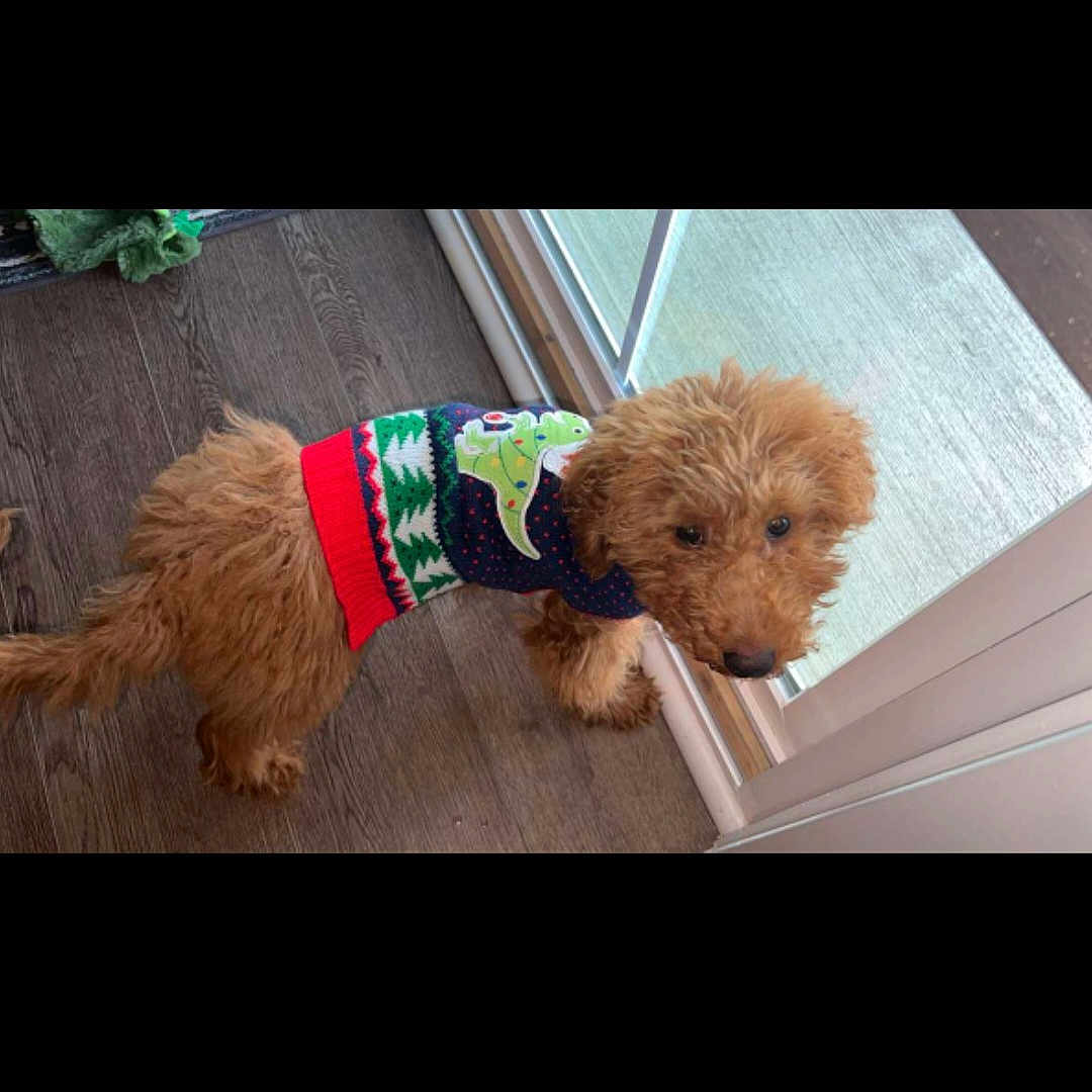 Koda is registered to the contest to win money with this photo: airedale, animal, canine, clothing, coat, cushion, dog, door, homedecor, indoors, interiordesign, knitwear, lifejacket, pet, poodle, puppy, sweater, terrier, vest, whitedog