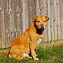 Chunk joined the competition — help win amazing prizes! dog, tan_dog, grass, wooden_fence, outdoor, pet, canine, sunlight, sitting, animal, fur, nature, backyard, summer, daytime, watchful, mammal, one_animal, domestic_animal, quiet