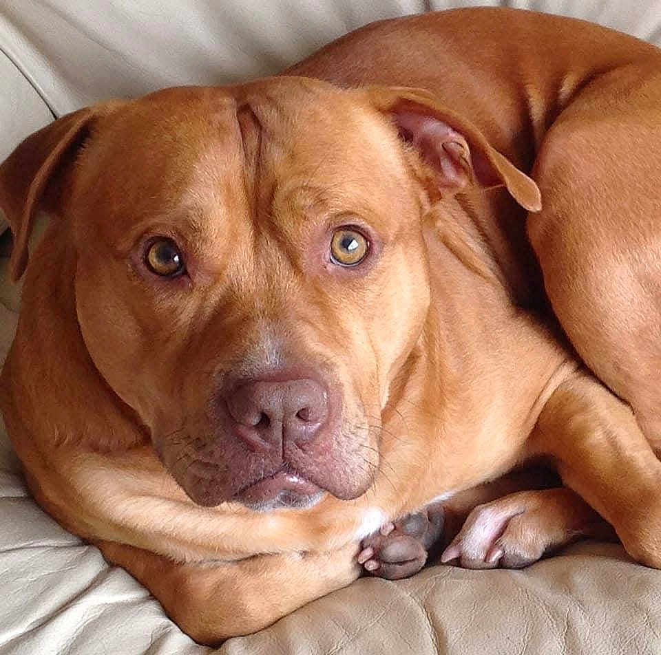 Chunk is registered to the contest to win money with this photo: dog, pet, brown_dog, canine, leather_couch, indoor, close_up, animal, resting, curled_up, looking, ears, nose, paws, fur, domestic_animal, cute, companion, mammal, portrait