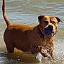Chunk is registered to the contest to win money with this photo: dog, brown_dog, water, splashing, ball, fetch, outdoor, beach, playful, animal, pet, canine, summer, wet, active, fun, nature, daytime, recreation, happy