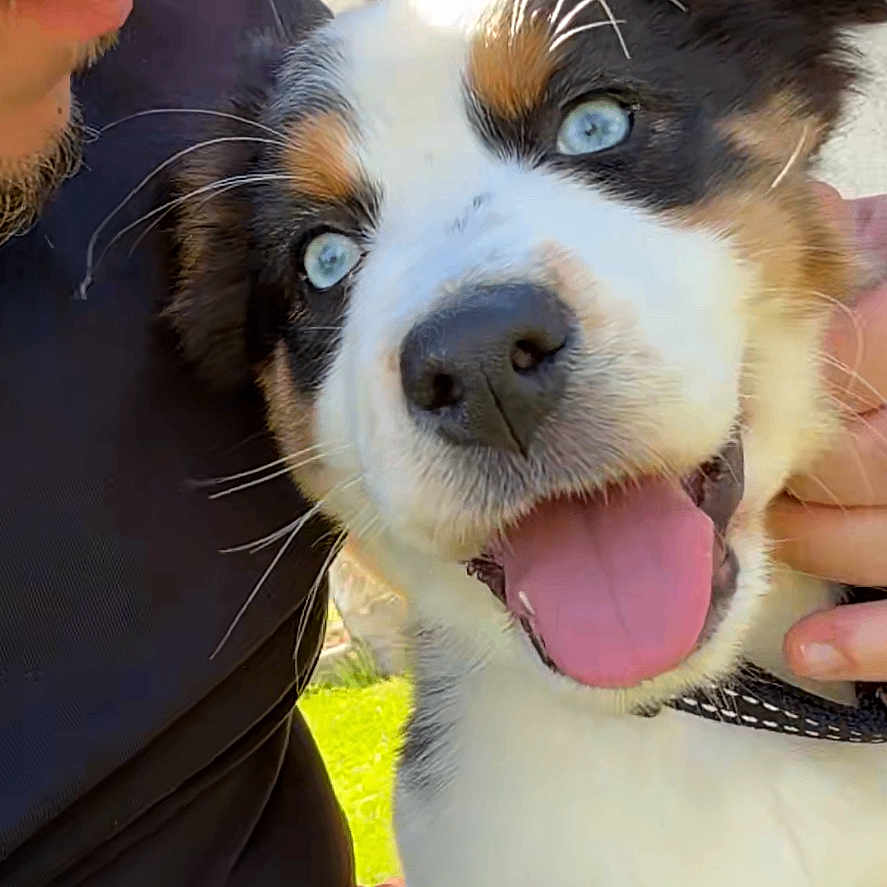 Akira a rejoint le concours — aidez-le/la à gagner de superbes lots ! blue_eyes, casual, close_up, collar, communication, dog, face, hand, happy, man, outdoor, person, pet, puppy, red_pants, smiling, sunlight, technology, tongue_out, video_call