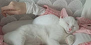 Flocon participe au concours pour gagner de l'argent avec cette photo : bed, cat, close_up, comfort, cozy, cute, feline, hand, indoor, patterned_wall, paw, person, pet, pink_clothing, relaxation, resting, sleeping, soft_lighting, white_cat, white_clothing