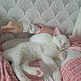 bed, cat, close_up, comfort, cozy, cute, feline, hand, indoor, patterned_wall, paw, person, pet, pink_clothing, relaxation, resting, sleeping, soft_lighting, white_cat, white_clothing