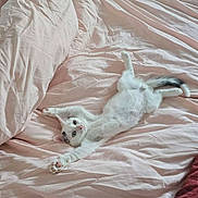 Flocon participe au concours pour gagner de l'argent avec cette photo : animal, bed, blanket, cat, cozy, cute, domestic, feline, fur, indoor, kitten, paws, pet, pink, relaxed, sleepy, stretching, tail, whiskers, young