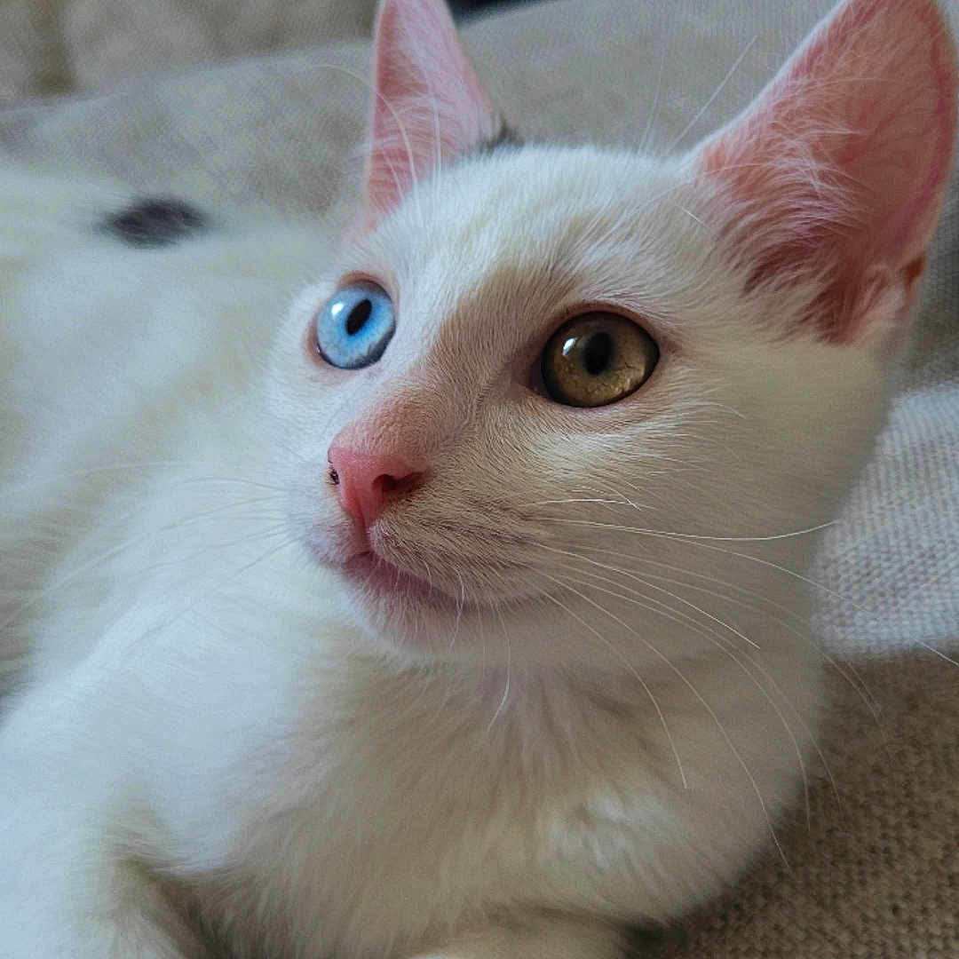 Flocon a rejoint le concours — aidez-le/la à gagner de superbes lots ! animal, blue_eye, cat, close_up, cute, ears, feline, green_eye, heterochromia, indoor, lying_down, paw, pet, pink_nose, portrait, relaxed, soft_fur, texture, whiskers, white_cat