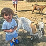 animal, blue_sandals, boy, casual_clothing, child, curly_hair, farm, goat, grass, hoofed_animal, legs, nature, outdoor, people, shorts, smiling, summer, sunlight, toddler, tshirt