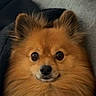 dog, pomeranian, fluffy, pet, animal, indoor, cozy, blanket, couch, fur, face, ears, alert, sitting, portrait, cute, wide_eyes, brown, furry, domestic