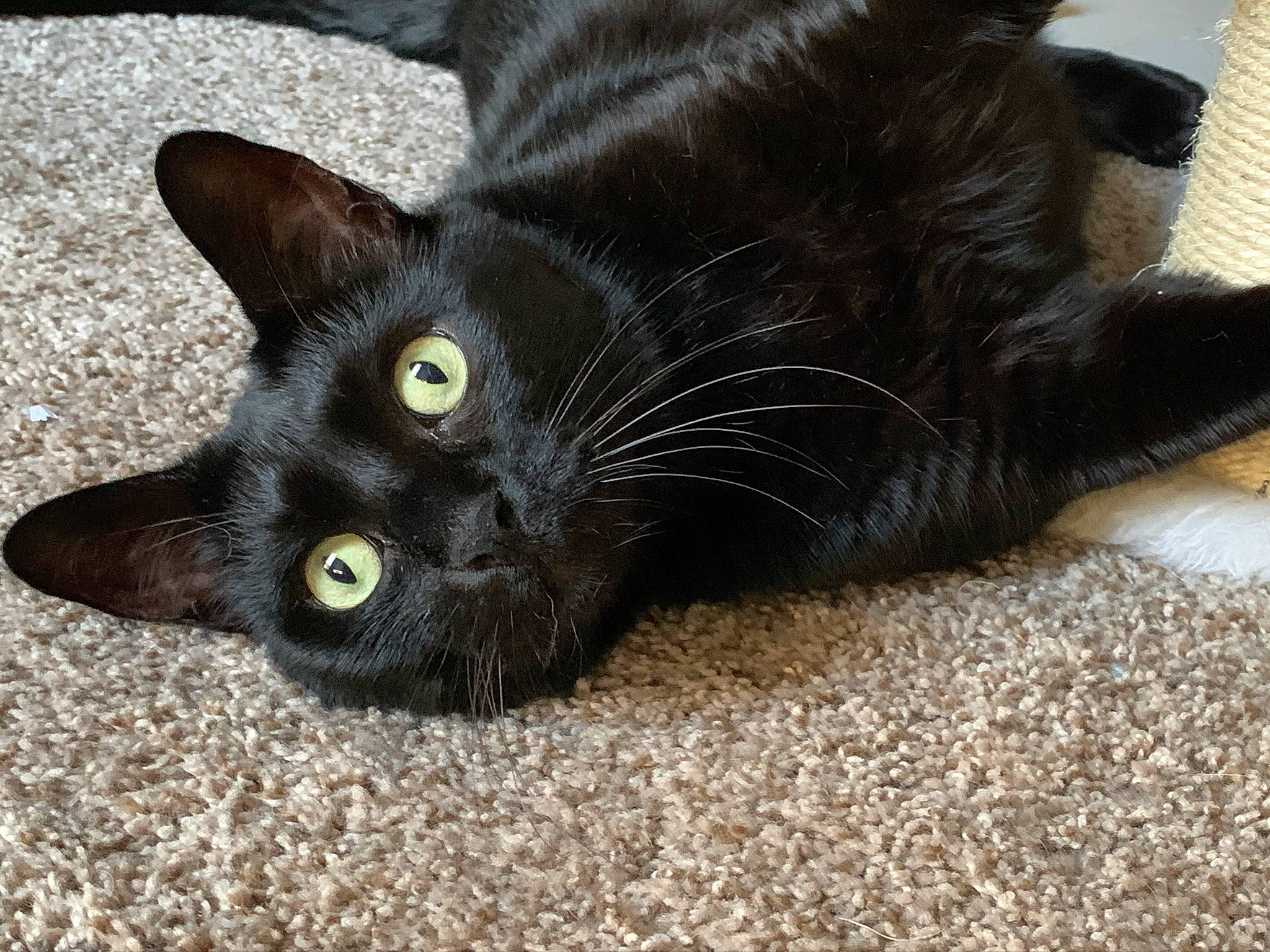 Kiba is registered to the contest to win money with this photo: black_cat, bombay, carnivore, cat, claw, comfort, domestic_short_haired_cat, felidae, flooring, fur, havana_brown, paw, small_to_medium_sized_cats, tail, terrestrial_animal, whiskers