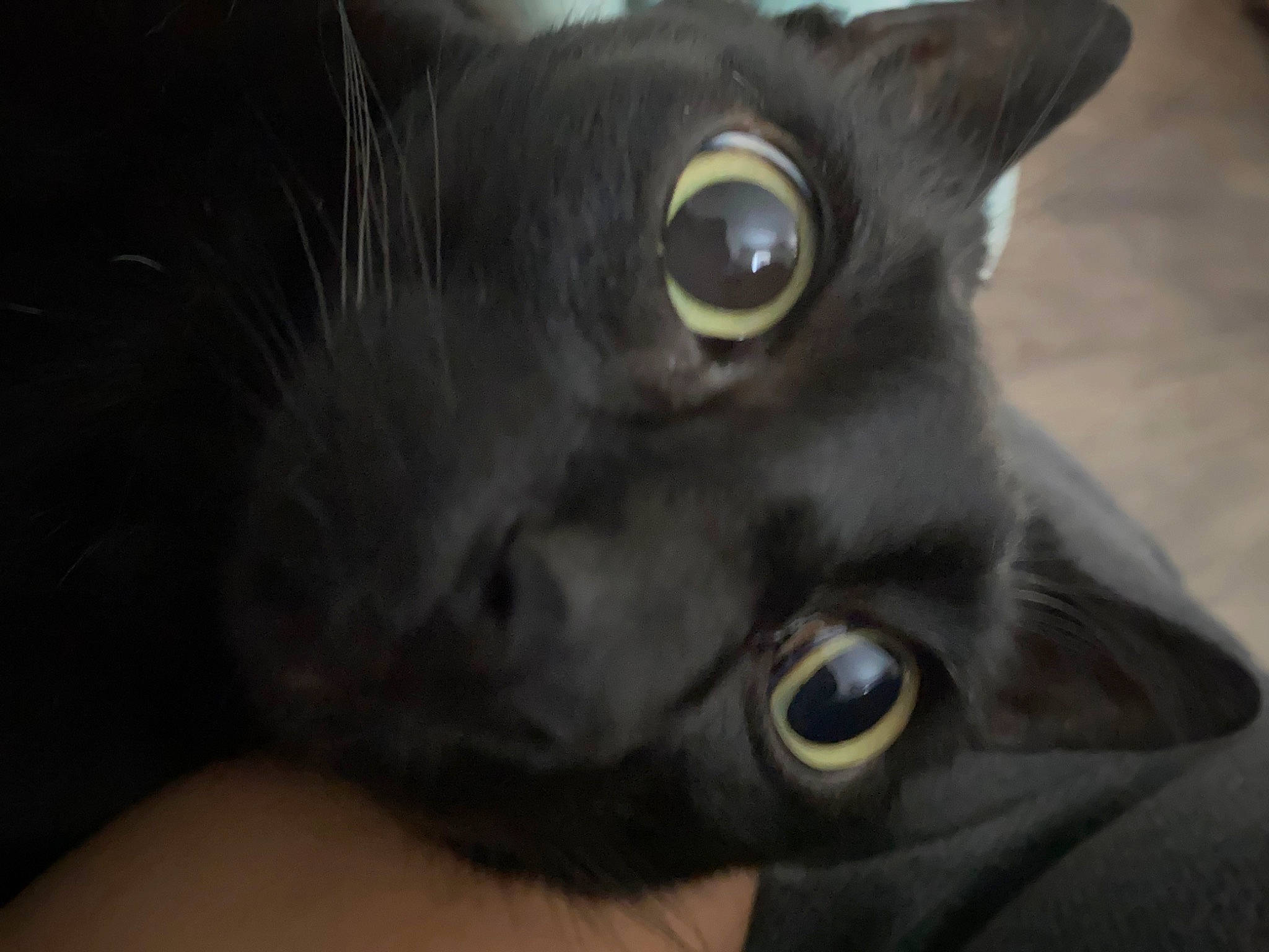 Kiba is registered to the contest to win money with this photo: carnivore, cat, domestic_short_haired_cat, ear, eye, felidae, fur, head, small_to_medium_sized_cats, snout, terrestrial_animal, whiskers, window