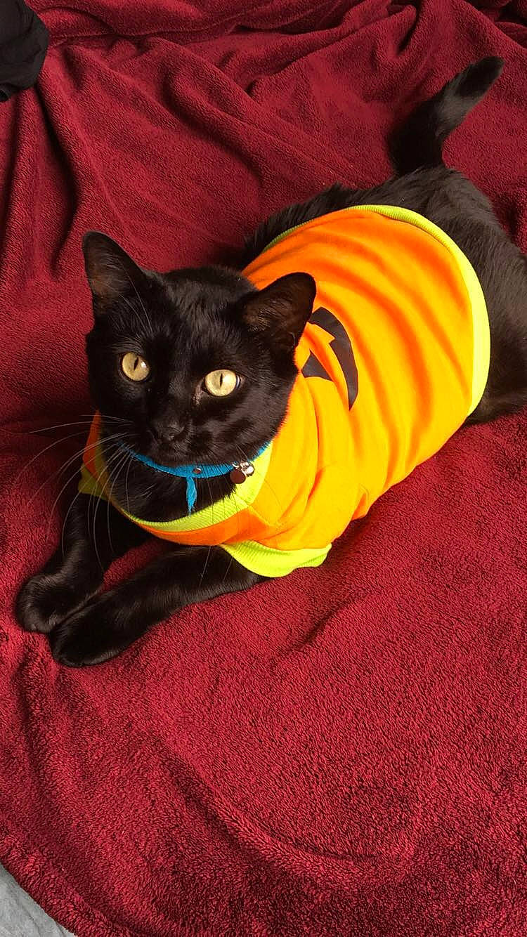 Kiba is registered to the contest to win money with this photo: black_cat, bombay, carnivore, cat, cat_supply, comfort, domestic_short_haired_cat, electric_blue, eye, felidae, fur, grass, grey, orange, plant, sitting, small_to_medium_sized_cats, snout, tail, whiskers