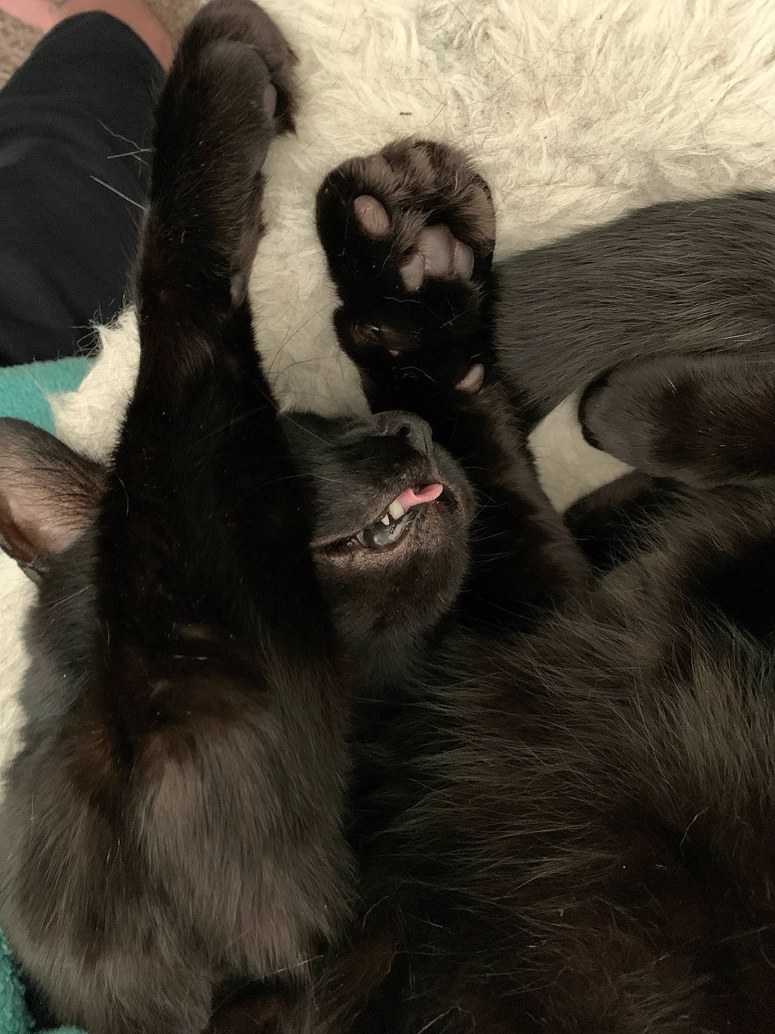 Kiba joined the competition — help win amazing prizes! bombay, carnivore, cat, claw, comfort, dog_breed, ear, fawn, felidae, foot, fur, gesture, liver, paw, small_to_medium_sized_cats, snout, sporting_group, tail, terrestrial_animal, whiskers