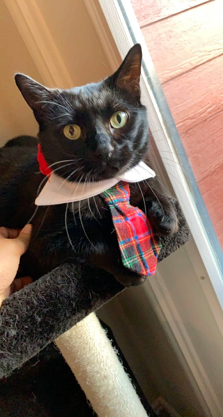 Kiba is registered to the contest to win money with this photo: black_cat, bombay, carnivore, cat, collar, comfort, domestic_short_haired_cat, fashion_accessory, felidae, fur, havana_brown, pattern, plaid, small_to_medium_sized_cats, snout, tail, tartan, thigh, whiskers, wood