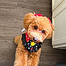 Roma joined the competition — help win amazing prizes! dog, pet, fluffy, brown_fur, bow_tie, polka_dot, yellow_pom_pom, cute, adorable, looking_up, indoor, wooden_floor, cabinet, animal, small_dog, groomed, portrait, friendly, domestic_animal, costume