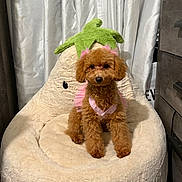 Roma is registered to the contest to win money with this photo: dog, poodle, brown_dog, plush_chair, fruit_shaped_chair, pink_outfit, indoor, curtains, furniture, pet, cute, small_dog, seated, fluffy, cozy, looking_at_camera, decor, household, adorable, soft_texture