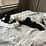 animal, bed, black_and_white, blanket, cat, cozy, curtains, cute, domestic_animal, fur, home, indoor, paw, pet, relaxing, resting, sleeping, soft, whiskers, window